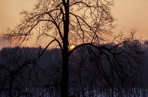 Sonne geht hinter Bäumen auf — Stockfoto