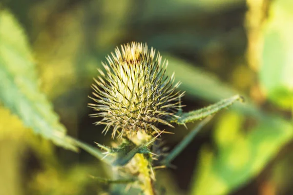 Thistle dikenleri — Stok fotoğraf