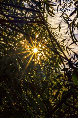 Dalları ile güneş parlıyor