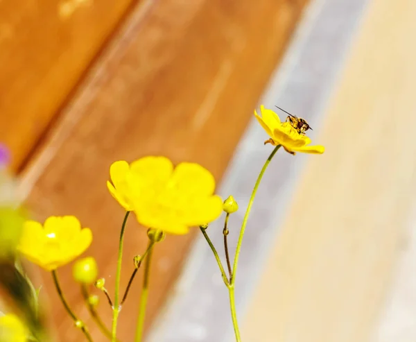Voler sur fleur jaune — Photo