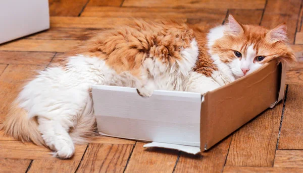 Caja para gatos demasiado pequeña — Foto de Stock
