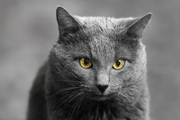 Gato cinzento com olhos amarelos — Fotografia de Stock