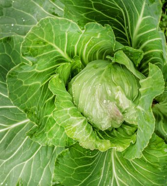 Lüks lahana kafası.