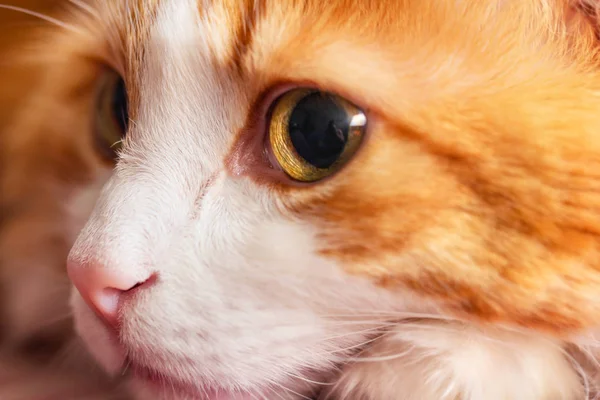 Namlu kırmızı kedi yakın çekim — Stok fotoğraf