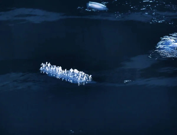 Bizarre ice floe in dark water