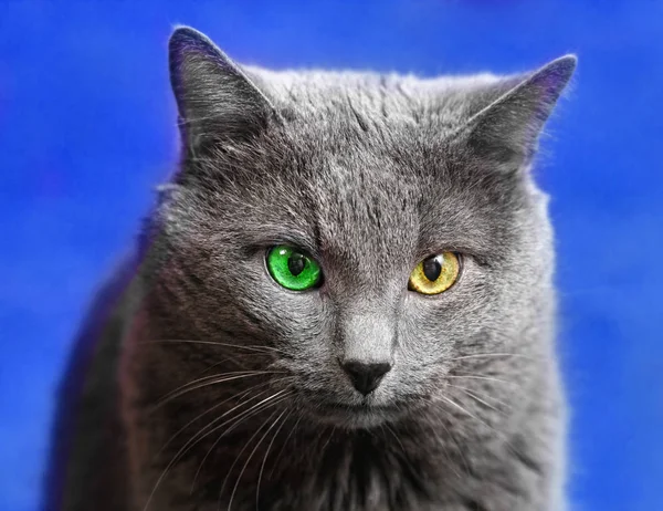 Gato cinzento com olhos verdes e amarelos — Fotografia de Stock