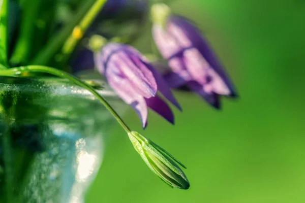 Цветок полевого колокола — стоковое фото