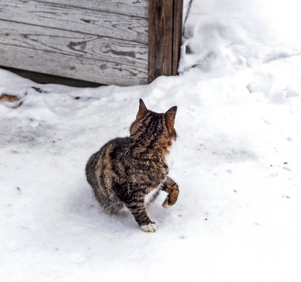Cat in snow turned away from camera