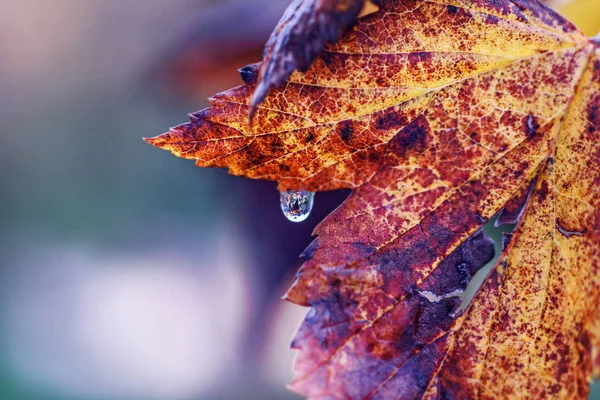 Gota de água na folha de outono — Fotografia de Stock