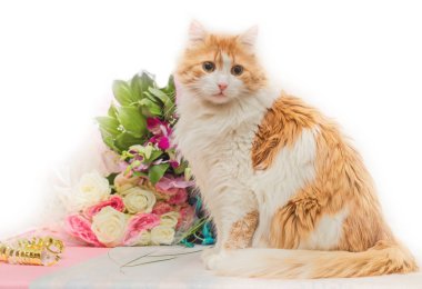 Beyaz arka planda kırmızı kedi ve buket