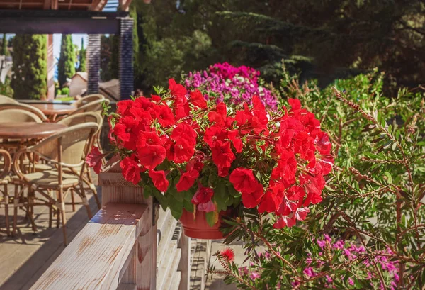 Pots with scarlet petunia — Stock Photo, Image