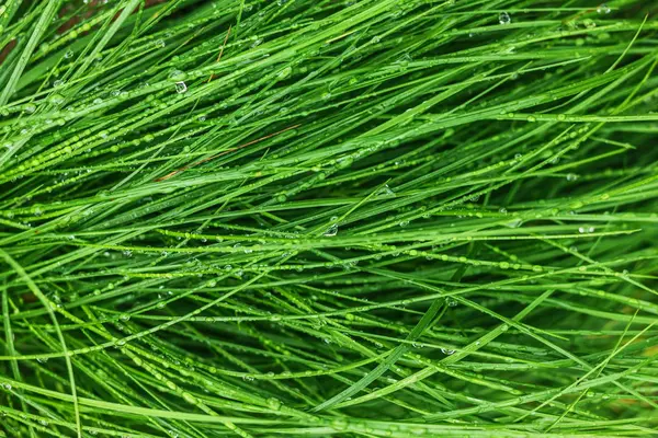 Dew on lush green grass — Stock Photo, Image