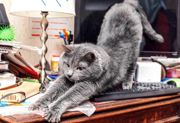 Cat stretches on keyboard