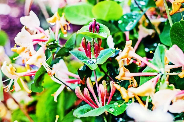 Pretty flowering perfoliate — Stock Photo, Image