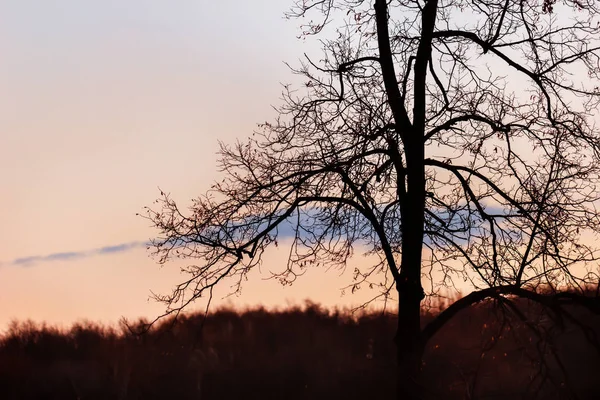 Árvore de outono contra o céu rosa do pôr do sol — Fotografia de Stock
