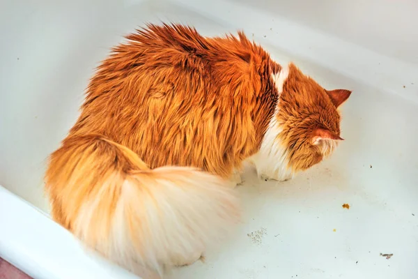 Red cat in dirty bath — 스톡 사진