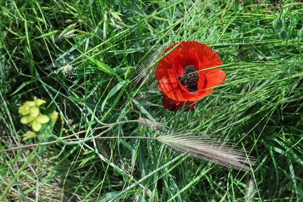 Blühender scharlachroter Mohn im grünen Gras — Stockfoto