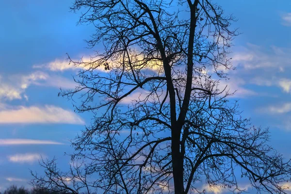 Sylwetka drzewa przeciw błękitne niebo — Zdjęcie stockowe