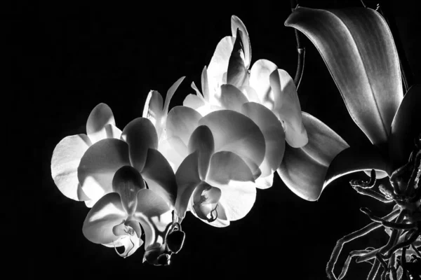 Ramo de orquídea branca florescendo — Fotografia de Stock
