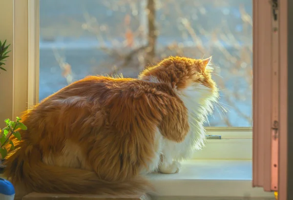 Red cat in open sunny window — Stockfoto