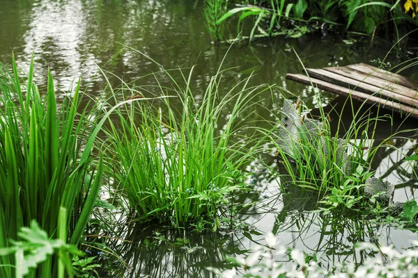 Tender Forget Nots Marsh Grass Old Bridge — Stock Photo, Image