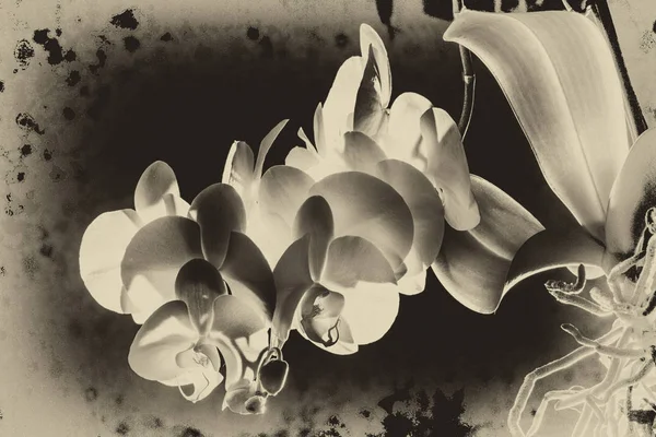 Wielka Gałąź Pięknej Białej Orchidei Kwitnącej Ciemnym Tle Stylu Retro — Zdjęcie stockowe