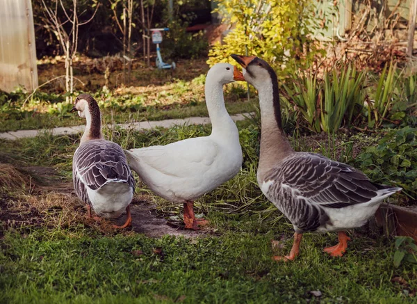 Three Geese Garden One White Two Grey — Stock Photo, Image