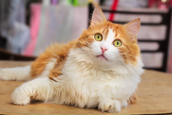 Admirando Olhar Gato Vermelho Muito Adulto — Fotografia de Stock