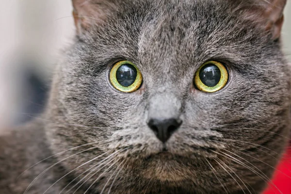 Retrato Gato Cinza Adulto Com Olhos Amarelos Grandes — Fotografia de Stock