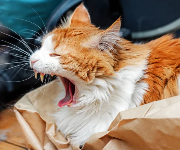 Ziemlich Erwachsene Gähnende Rote Katze Hause Atmosphäre — Stockfoto