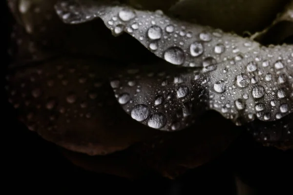 Water Druppels Tere Witte Bloemblaadjes Zwak Licht — Stockfoto