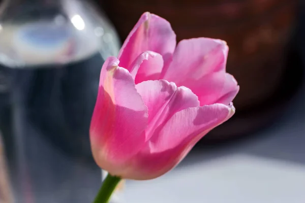 Roze Schoonheid Tulp Zonnige Stralen Voor — Stockfoto