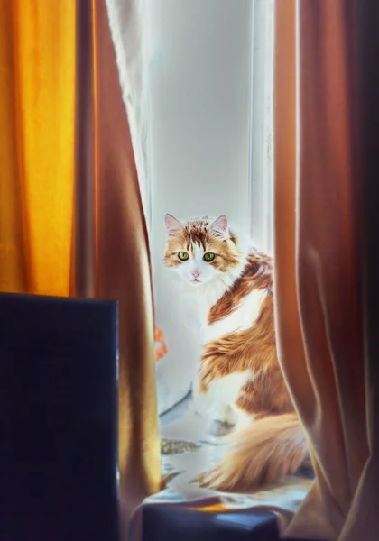 Gato Vermelho Muito Adulto Janela Entre Cortinas Amarelas — Fotografia de Stock