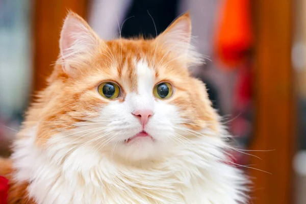 Retrato Gato Vermelho Bonito Adulto Com Olhos Amarelos — Fotografia de Stock