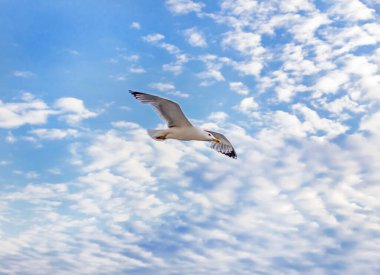 Büyüleyici yetişkin martı mavi gökyüzünde ve beyaz bulutlarda