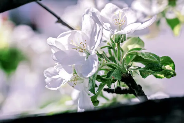 Vackra Vita Äpplen Blommar Solig Dag Och Glad Väder — Stockfoto