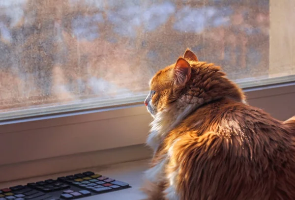 Söt Vuxen Röd Katt Vid Fönstret Hem — Stockfoto