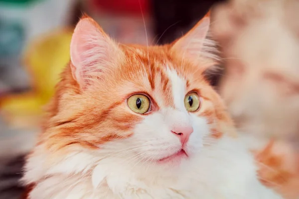 Portret Pięknej Dorosłej Zaskoczonej Czerwonej Kotki — Zdjęcie stockowe