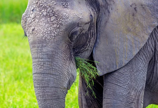 Retrato Grande Elefante Cinza Mastigar Grama Verde Fresco — Fotografia de Stock