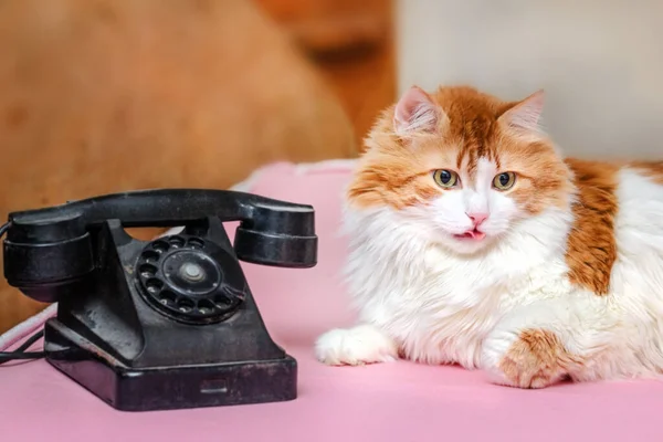 Adult Charming Red Cat Black Retro Telephone — Stock Photo, Image