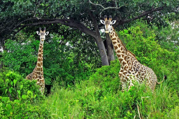 Güzel Zürafa Yeşil Çayırlarda Gündüz Vakti — Stok fotoğraf