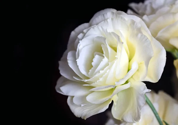 Große Weiße Eustoma Blume Groß Auf Dunklem Hintergrund — Stockfoto