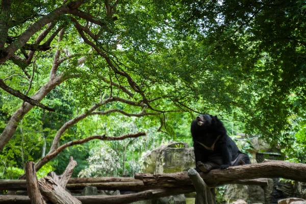 Oso en el bosque. — Foto de Stock