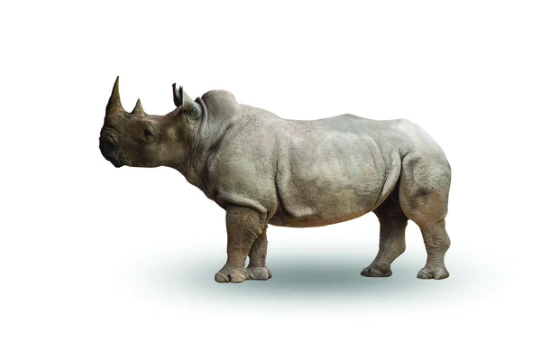 Rhinoceros isolated on  white background — Stock Photo, Image