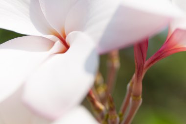 Arka plan için yumuşak tarzında Frangipani çiçekler (plumeria)