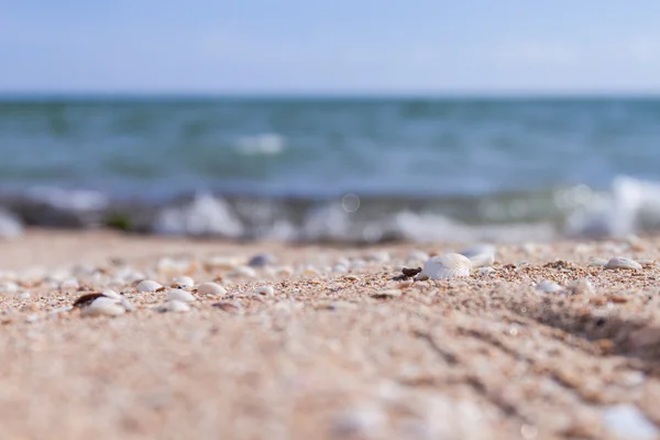 浜辺の白い貝 — ストック写真