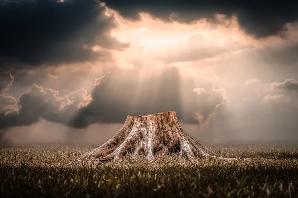 Stumps on caused by deforestation  with sun light background — Stock Photo, Image