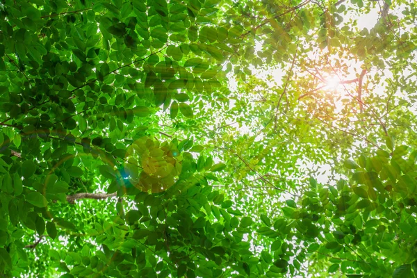 Grüne Blätter, grünes Blatt, Blatt mit Sonnenlicht Hintergrund — Stockfoto