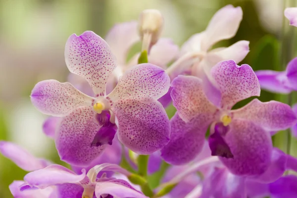 Orquídeas roxas no jardim — Fotografia de Stock