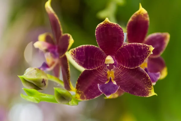 Orchidées dans le jardin — Photo